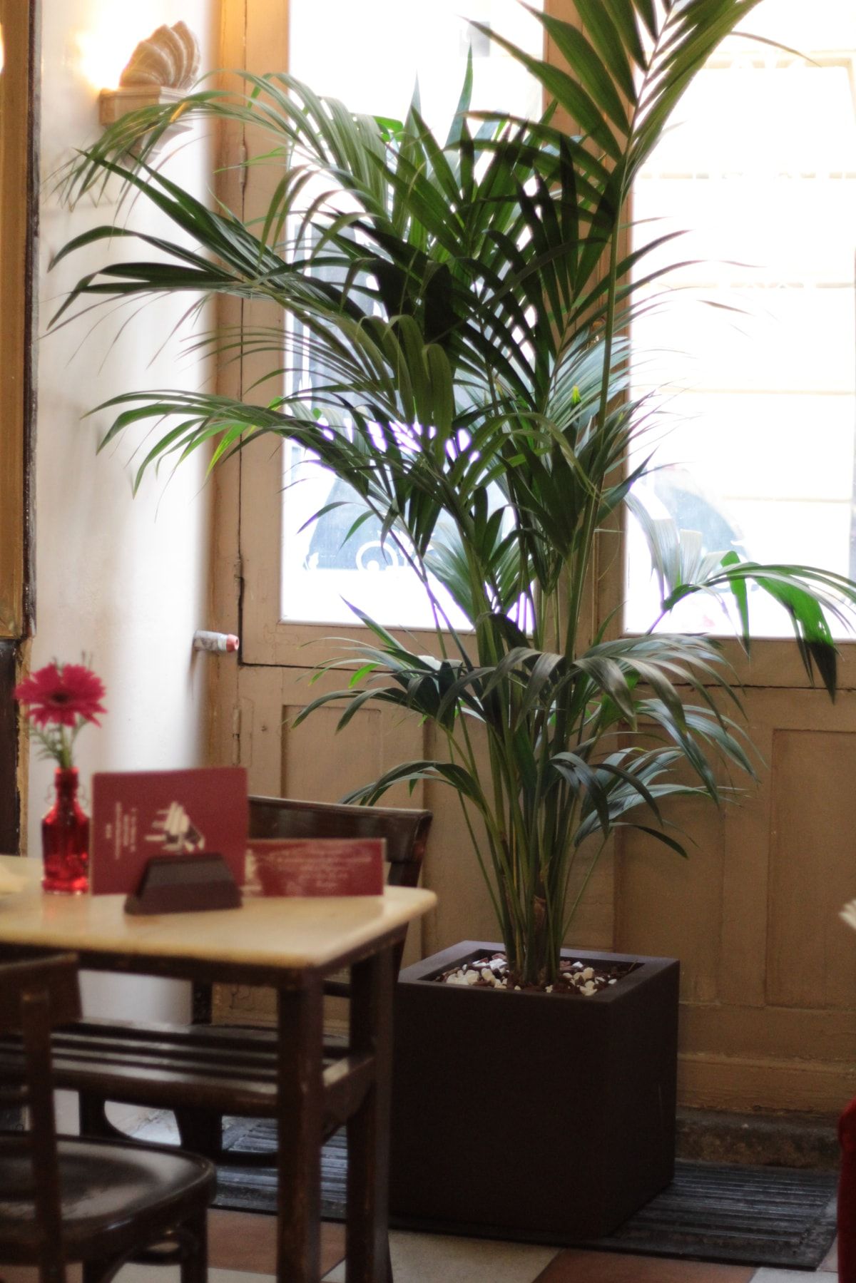 Plantas Artificiales Decorativas - Tendencias Naturales