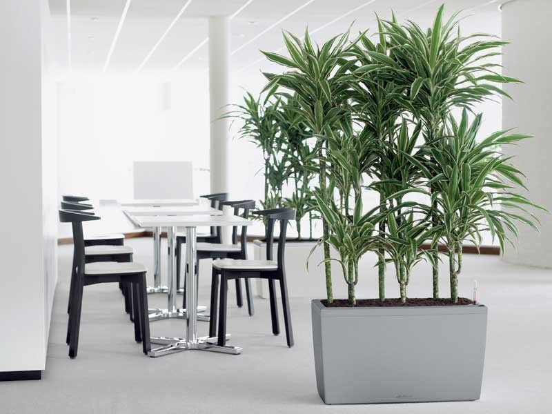 Plantas Artificiales Decorativas - Tendencias Naturales