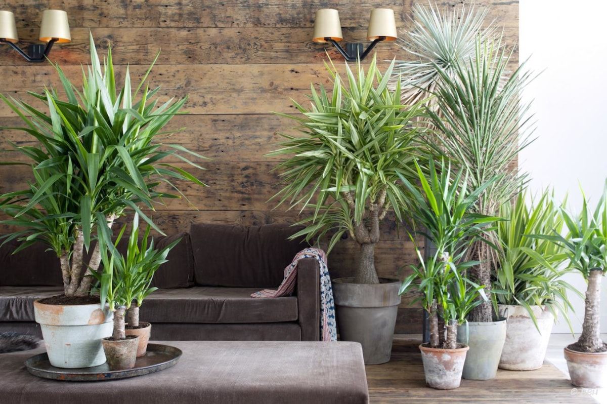 Plantas colgantes artificiales para exteriores, plantas de