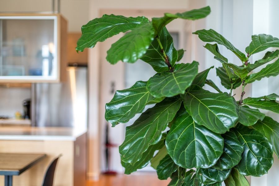 Plantas Artificiales Decorativas - Tendencias Naturales